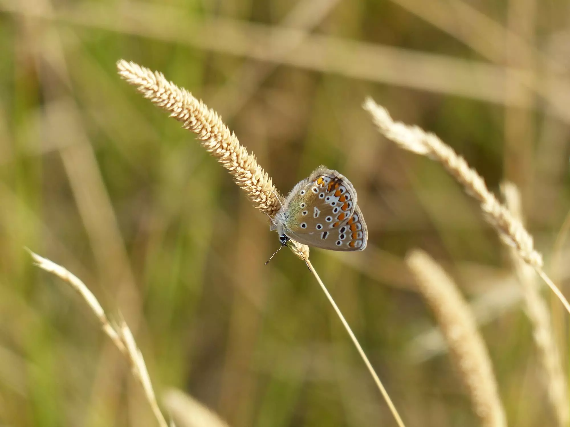 Azuré de l'orobe / Azure of the Orobes (Le Puy de Mur)