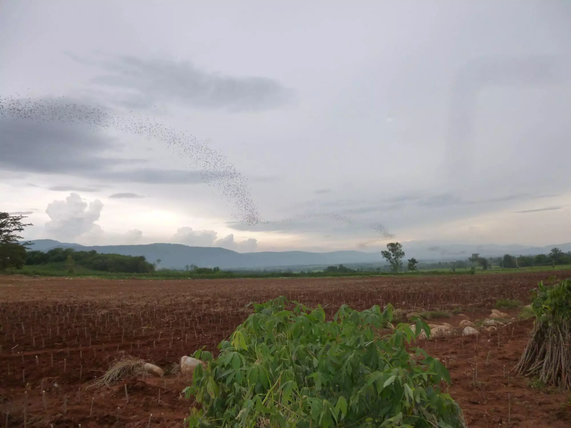 Chauve-souris / Bats (Phimai - Thaïlande)