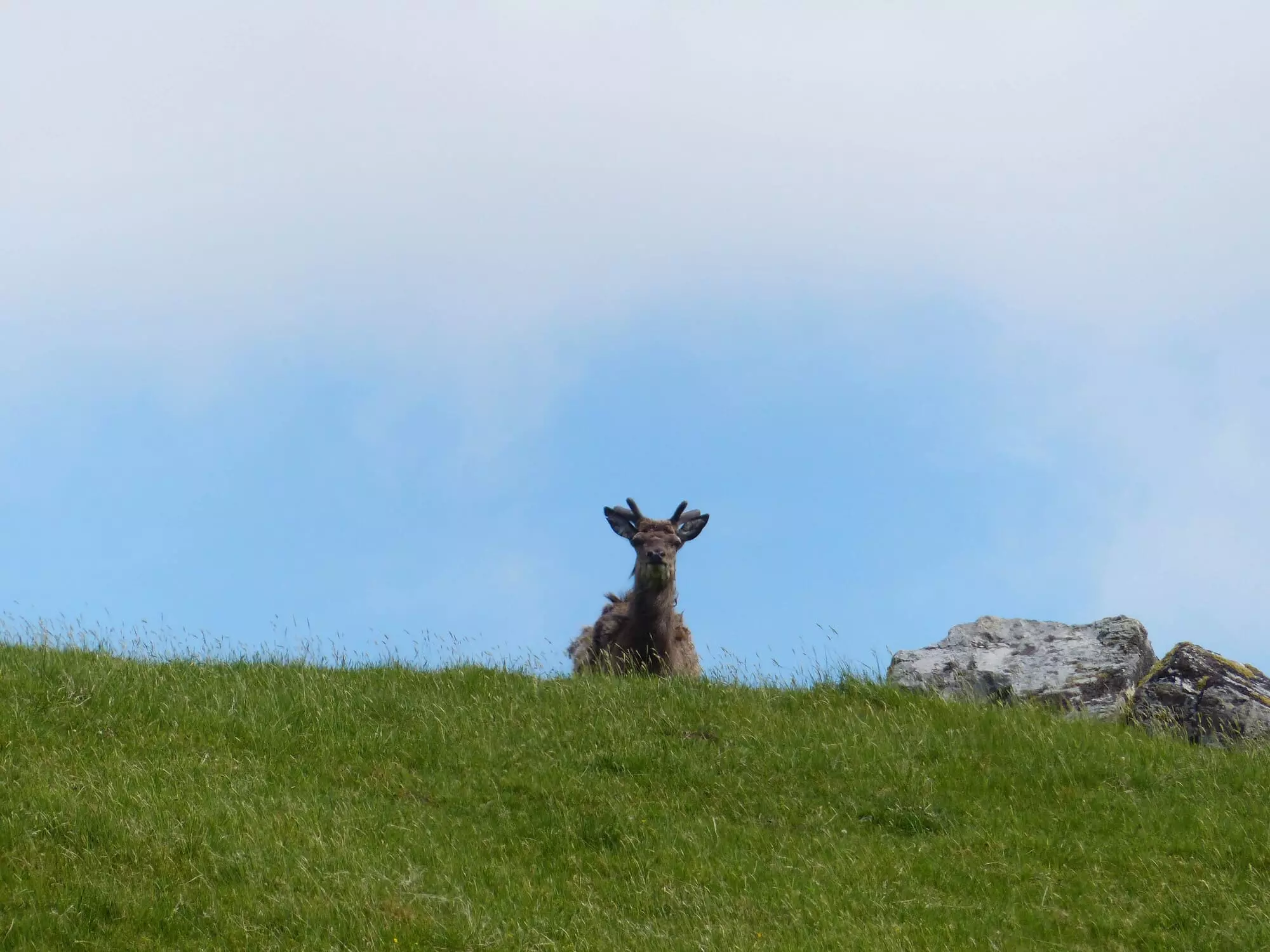 Cerf / Stag (La Mongie)