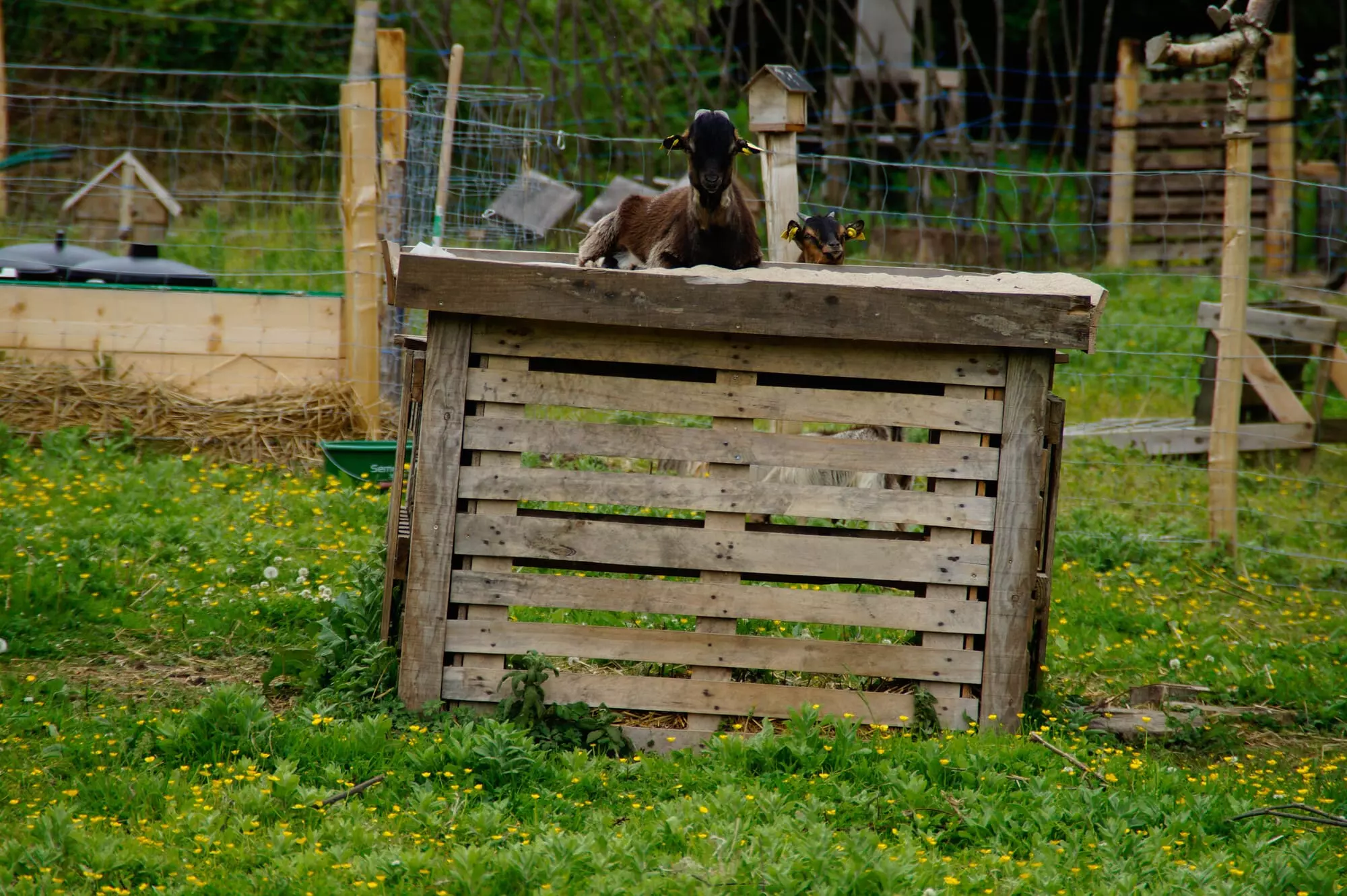 Chèvres / Goats (Pédernec)