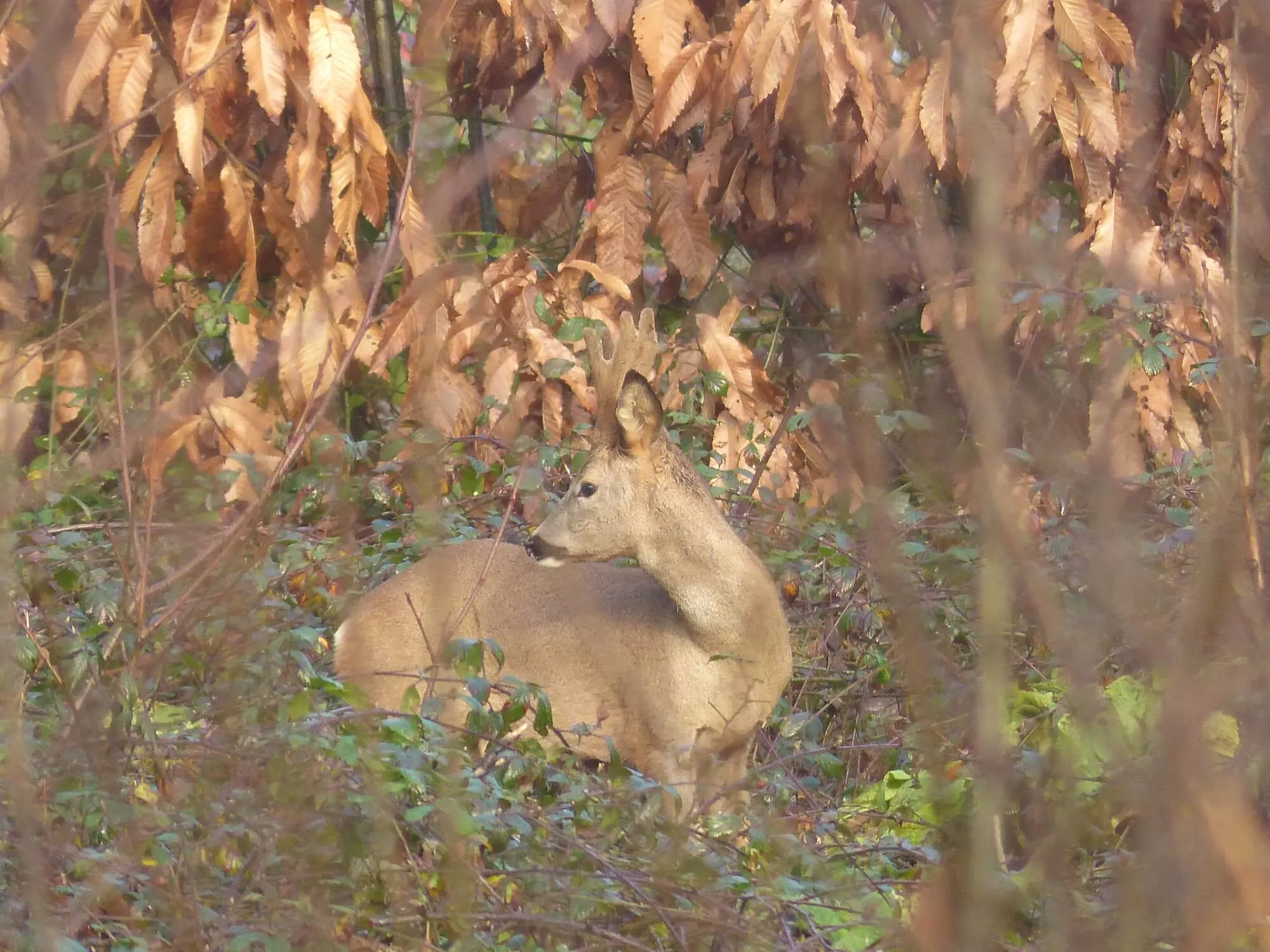 Chevreuil / Deer (Plougrescan)