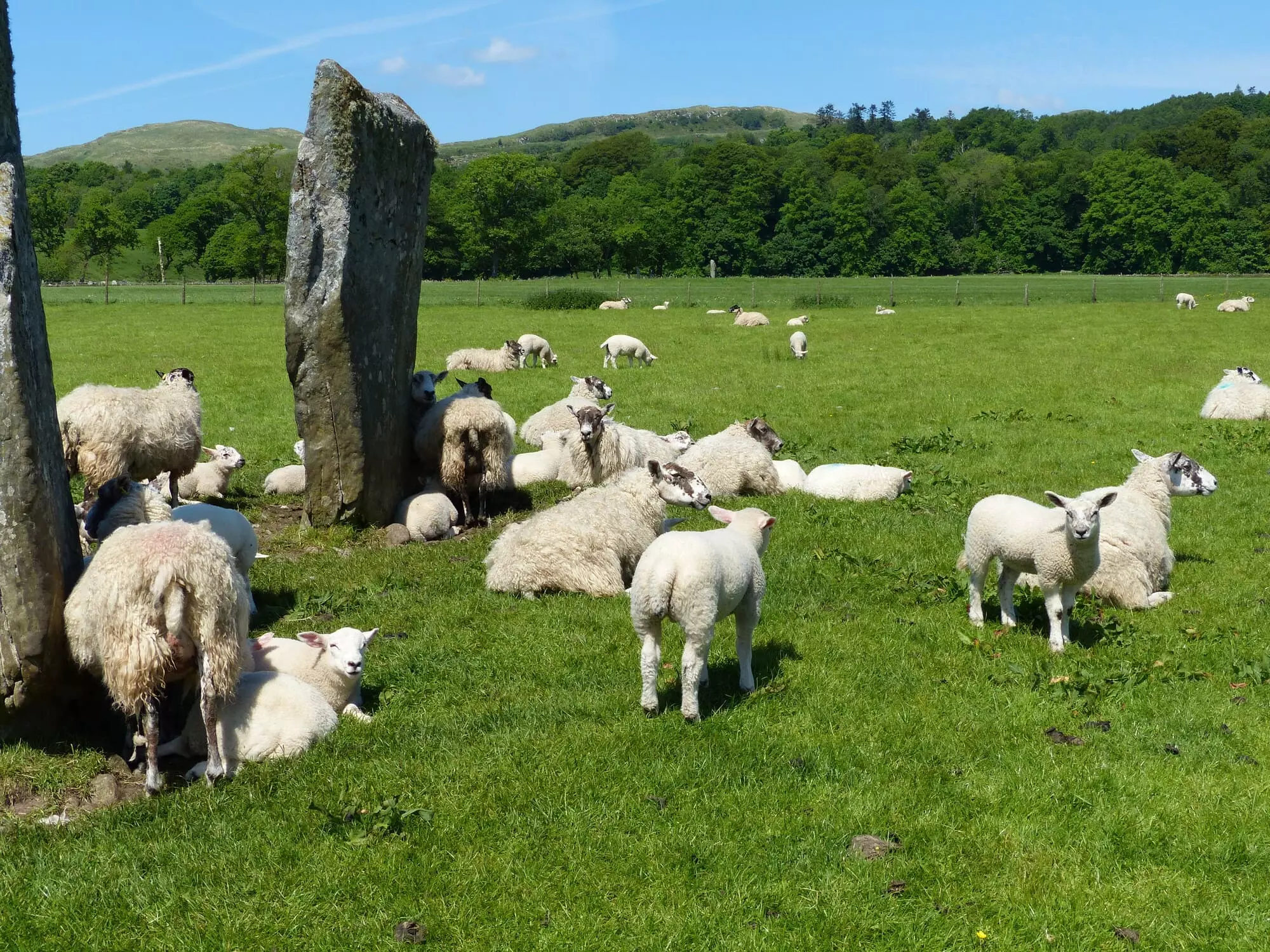 Moutons / Sheeps (Scotland)