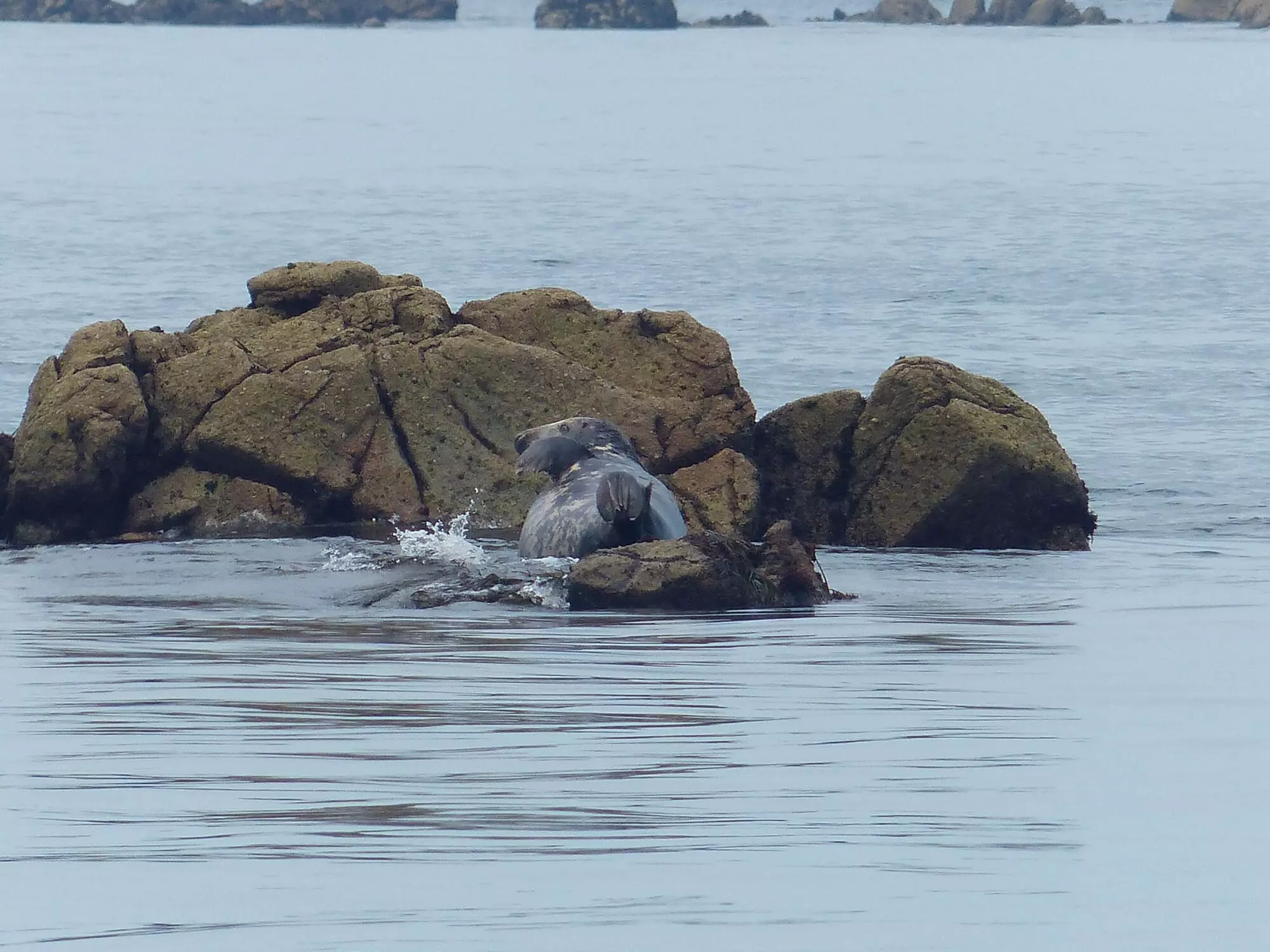 Phoque / Seal (Île-aux-Moines)
