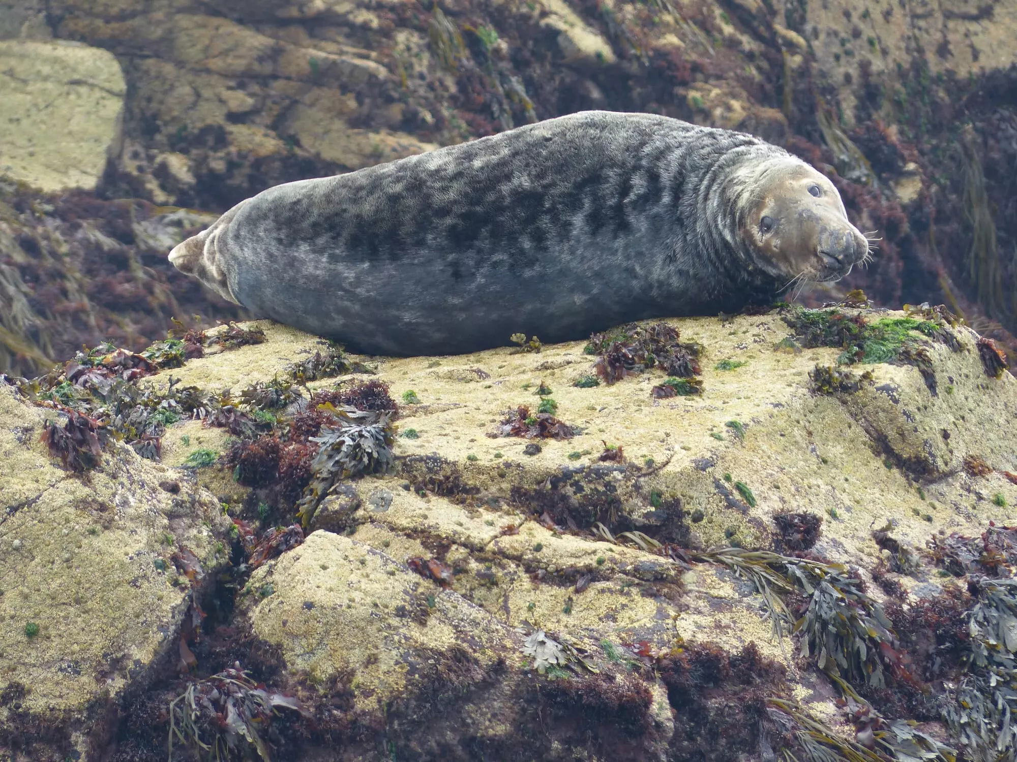 Phoque / Seal (Perros-Guirec)