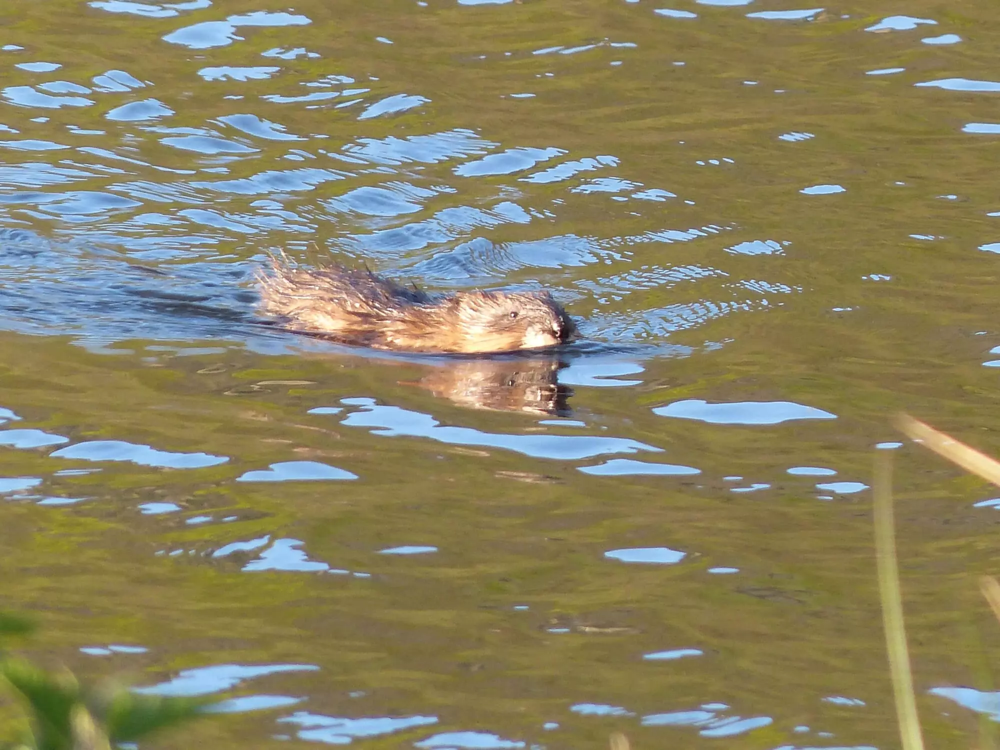 Ragondin / Nutria (Plougrescan)