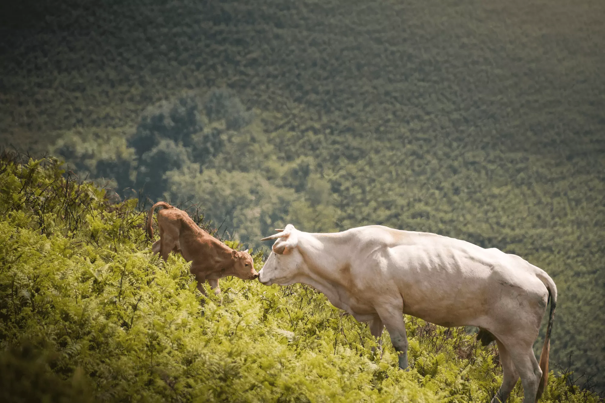Vache et son veau / Cow and her calf (Pays basque)
