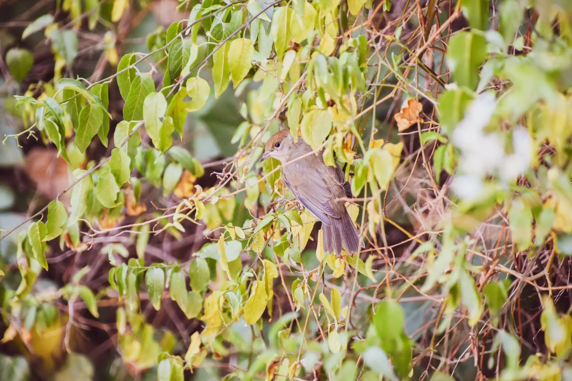 Fauvette à tête noire