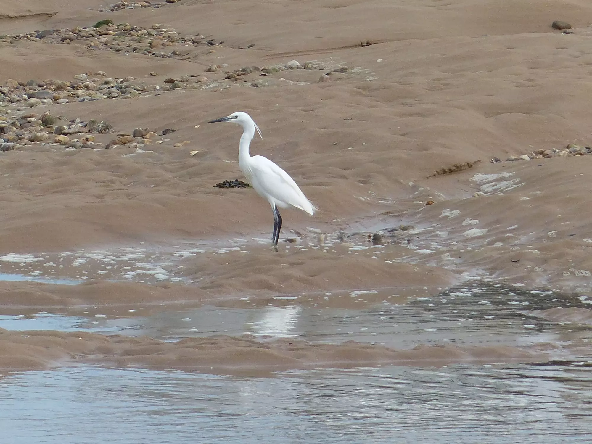 Aigrette garzette / Little egret