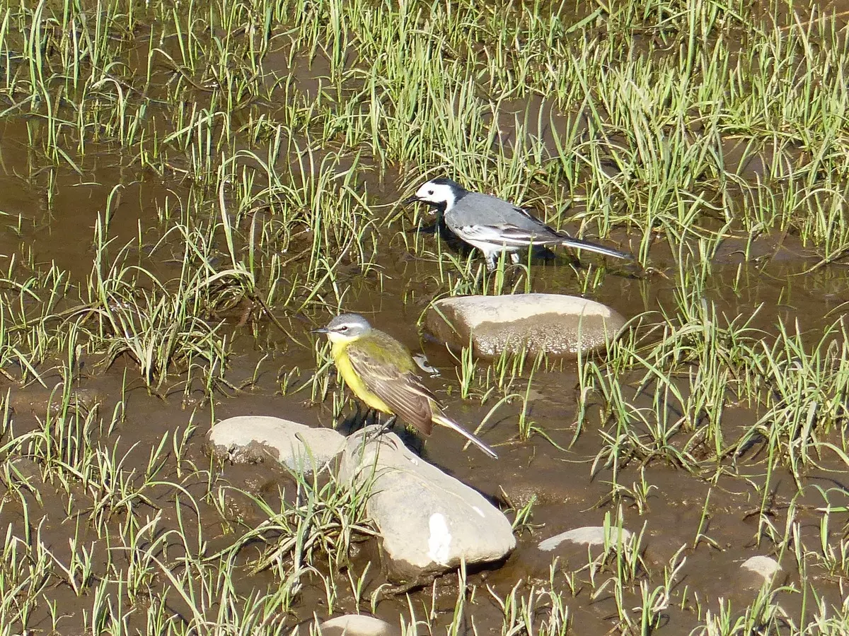 Bergeronnettes grise des ruisseaux / Grey wagtail (Saint-Maurice-ès-Allier)