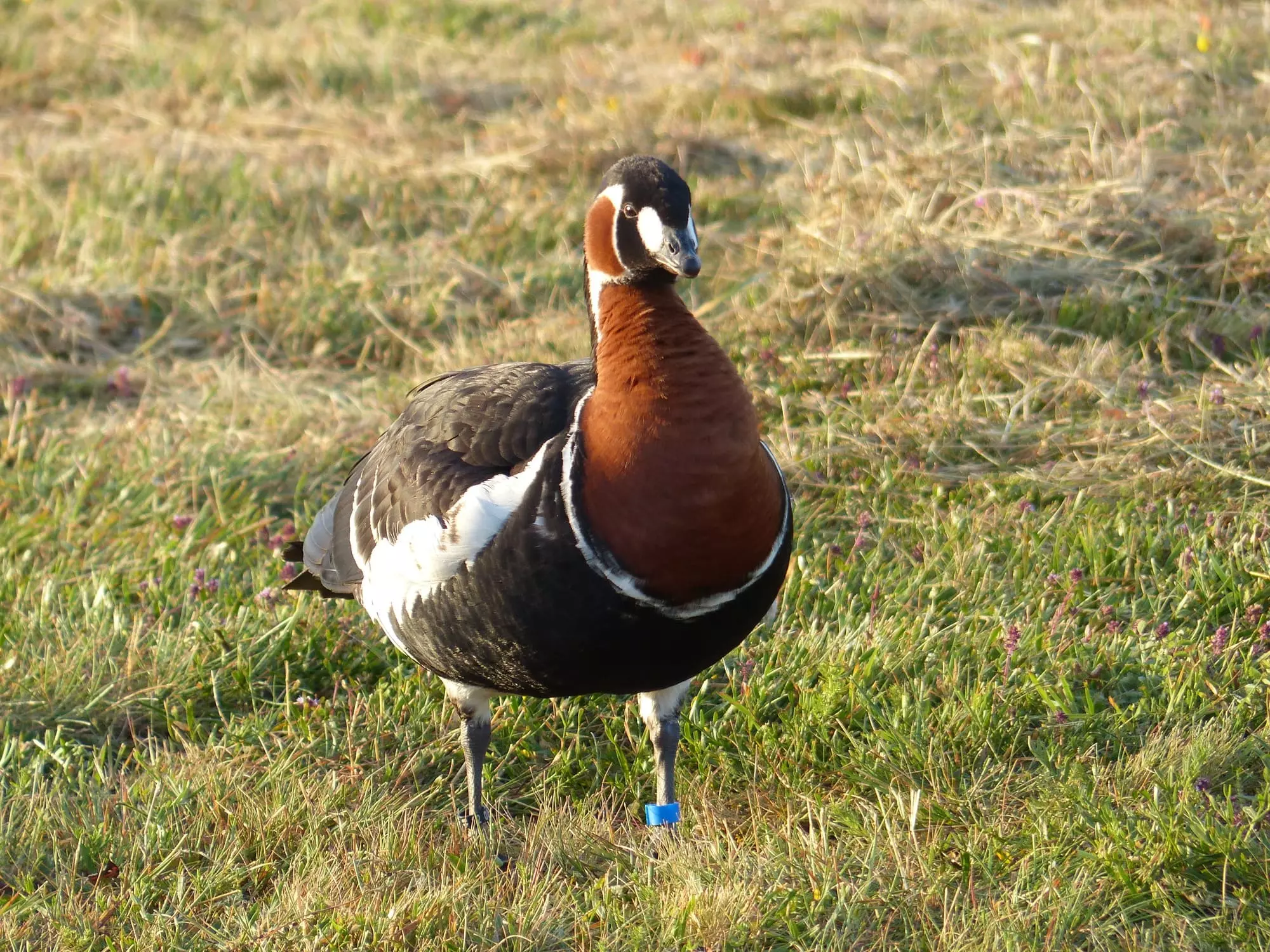 Bernache à cou roux / Red-breasted goose (Cantal)