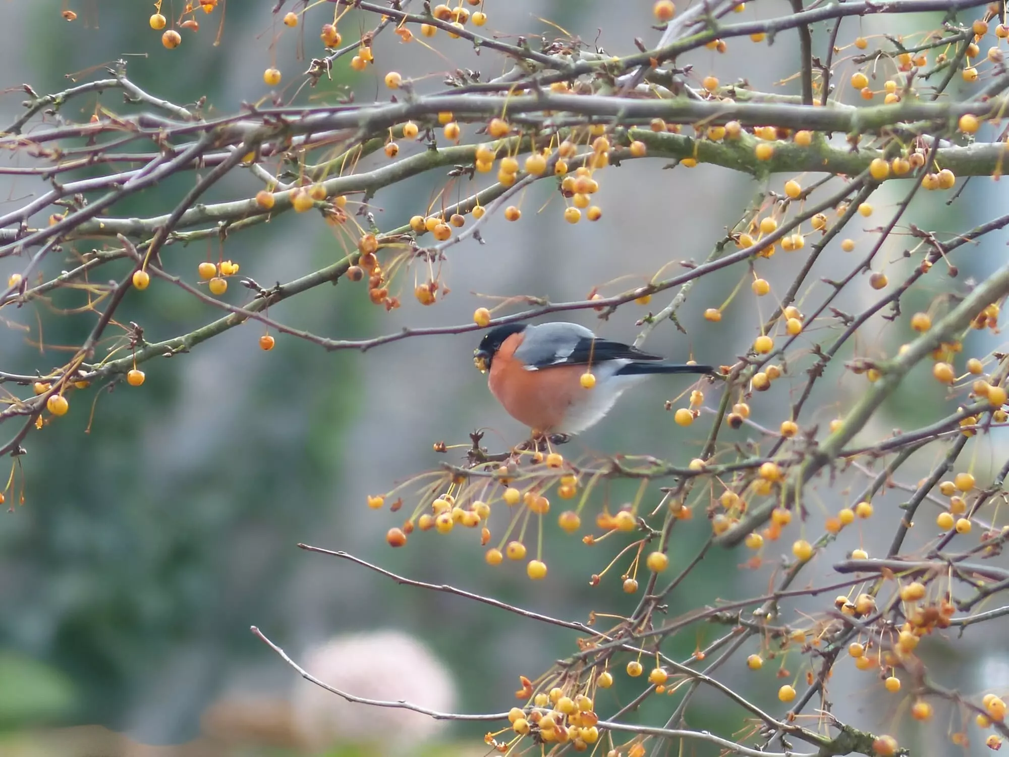 Bouvreuil pivoine / Eurasian bullfinch
