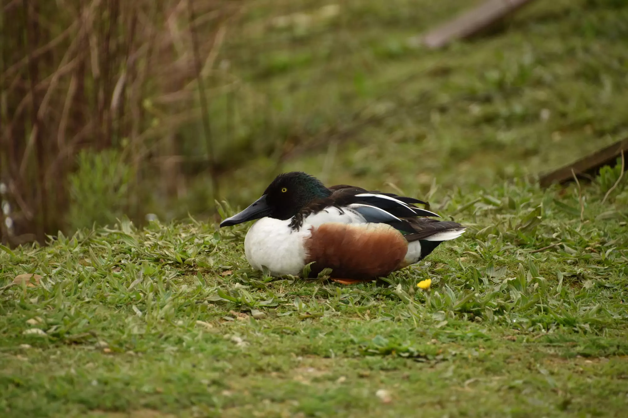 Canard souchet / Northern shoveler