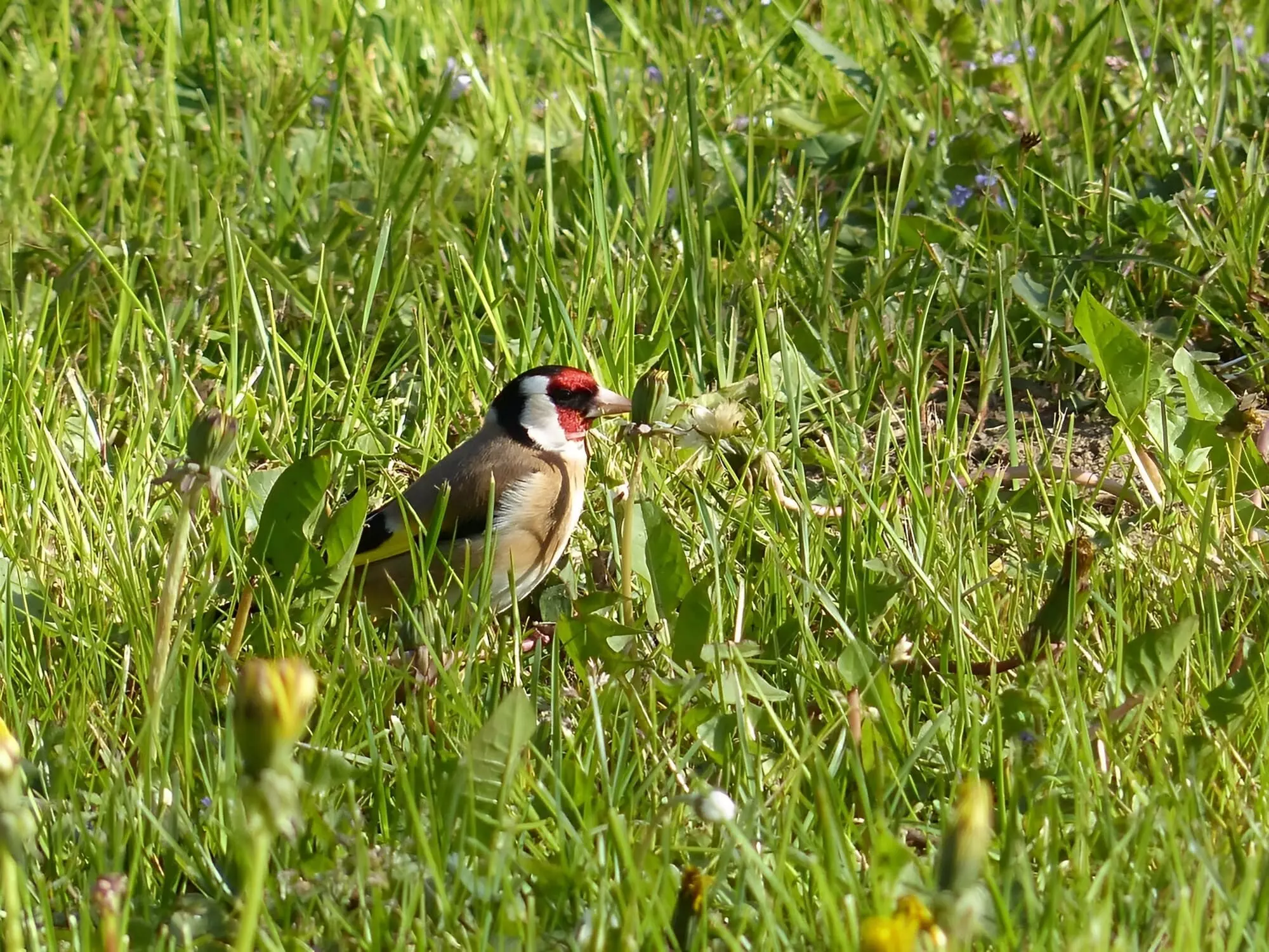 Chardonneret élégant / European goldfinch (Montaigut-le-blanc)