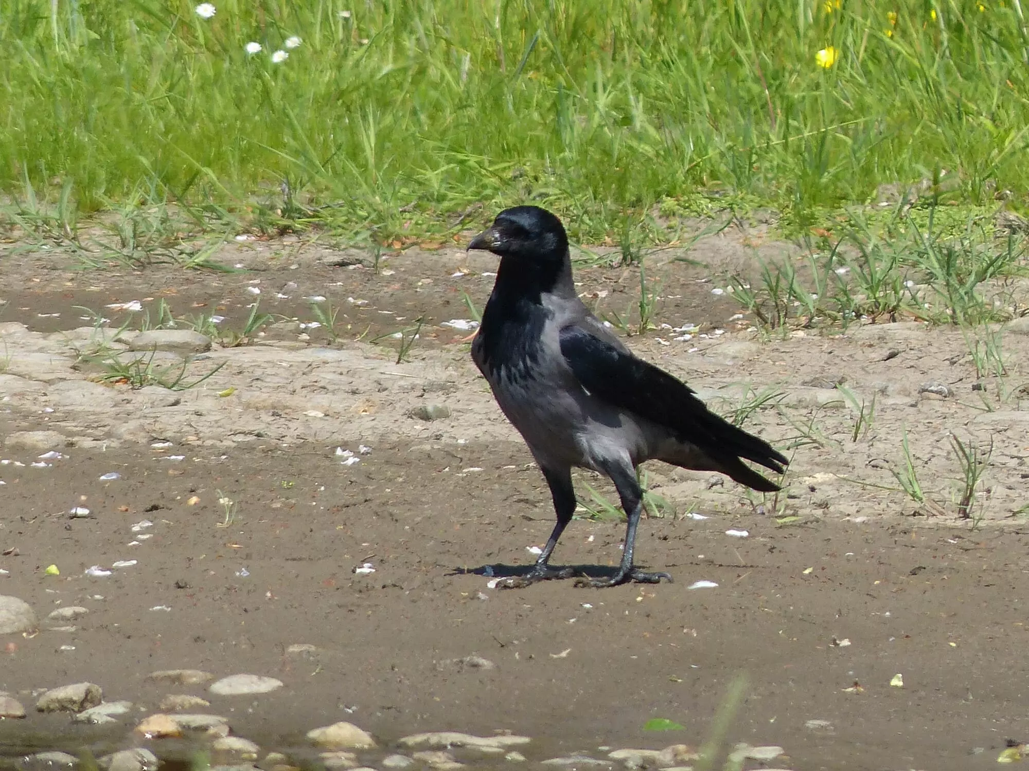 Corneille mantelée / Hooded Crow (Berlin)