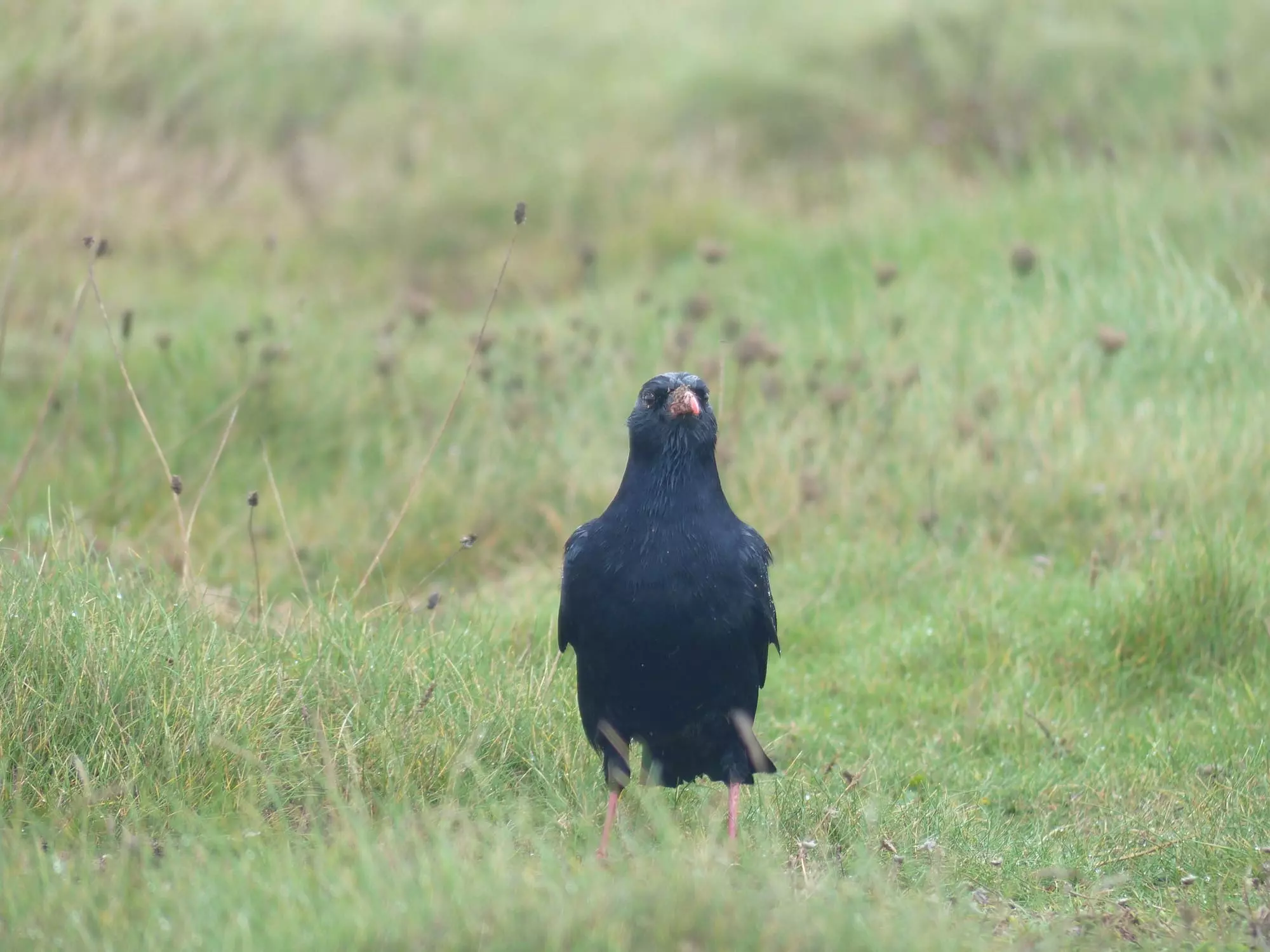 Crave à bec rouge / Red-billed chough (Belle-Île-en-Mer)