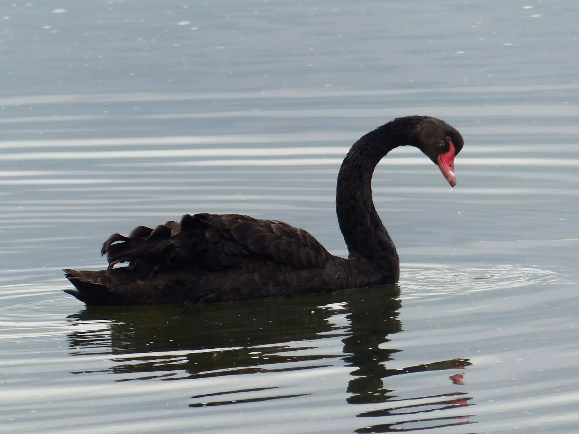 Cygne noir / Black swan (Plougrescant)