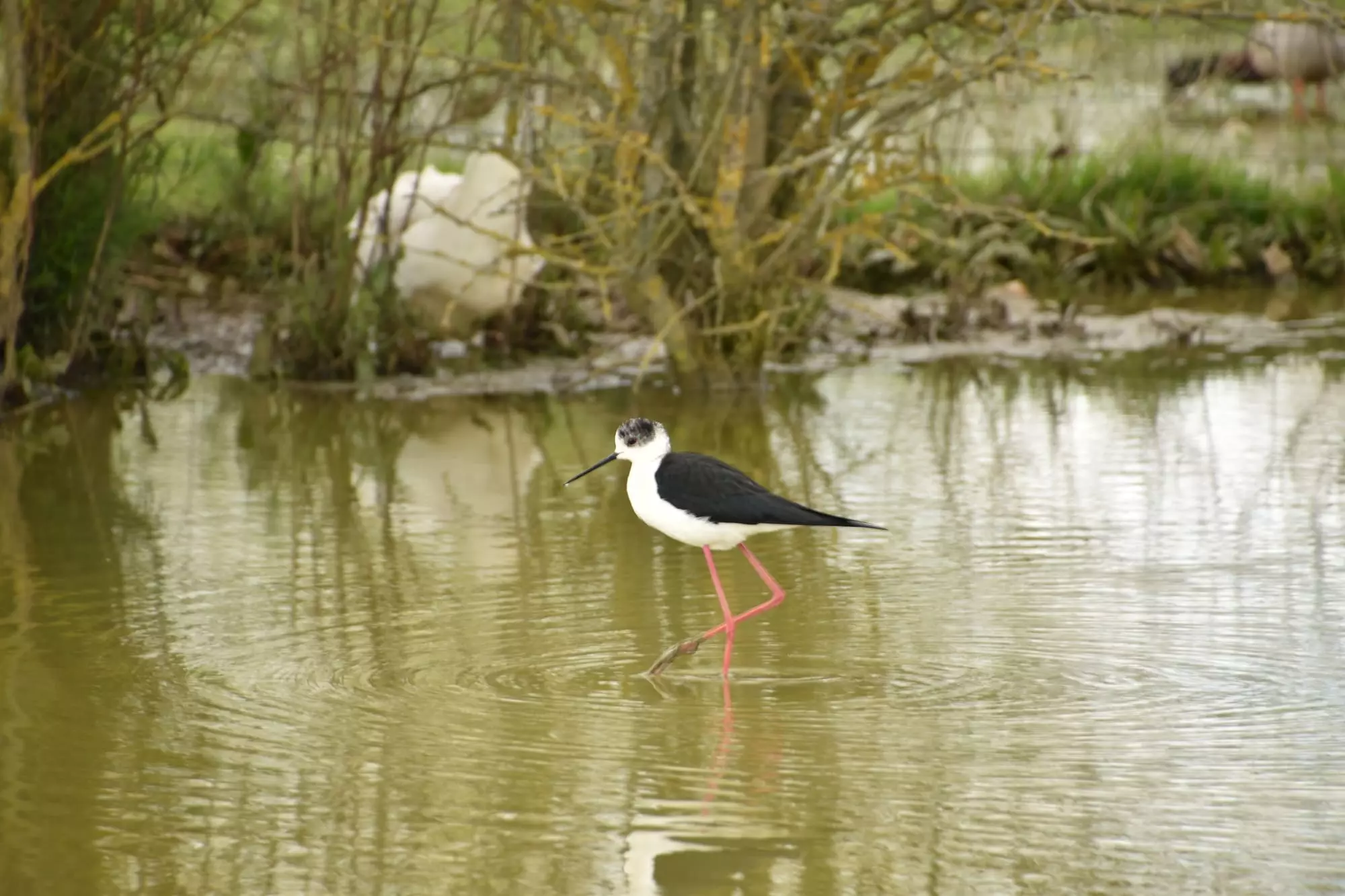 Echasse_blanche / Black-winged stilt (Mazères)