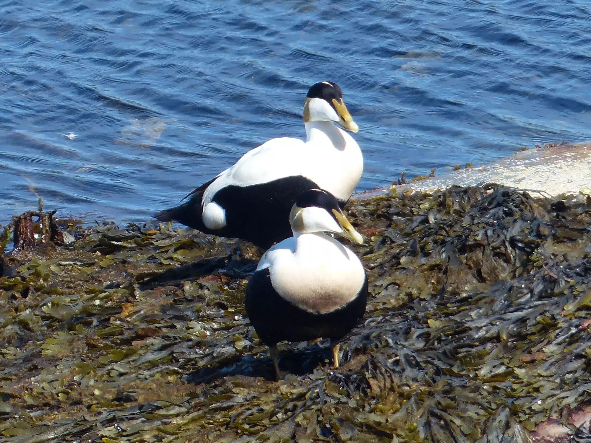 Eider à duvet / Common eider (Orcades)
