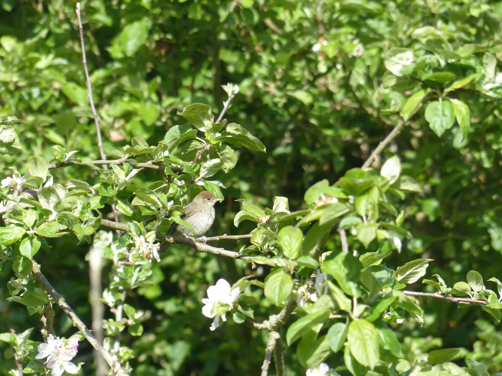 Fauvette à tête noire juvenile / Eurasian blackcap (Trébeurden)