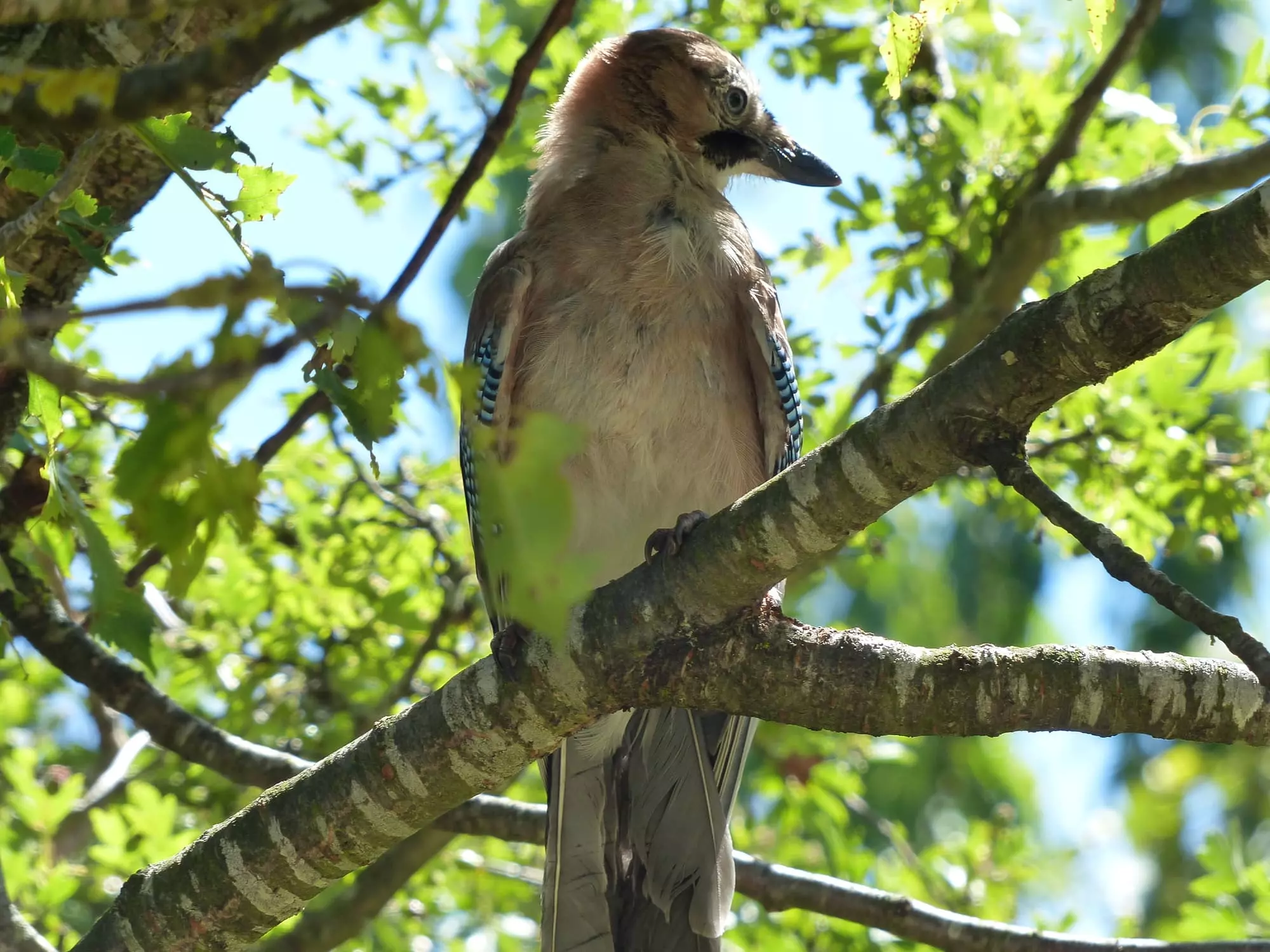 Geai des chênes / Eurasian jay (Corent)