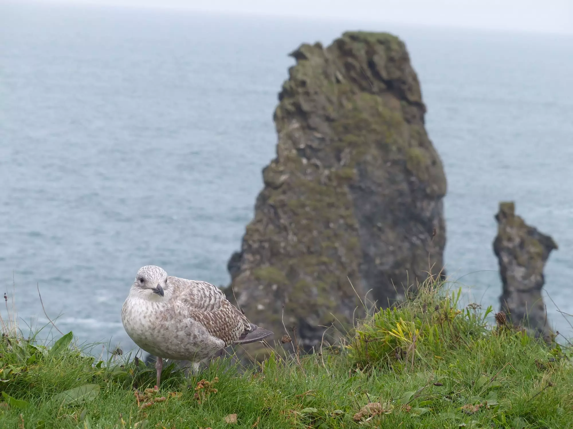 Goéland leucophée juvénile / Yellow legged gull (Belle-Île-en-Mer)