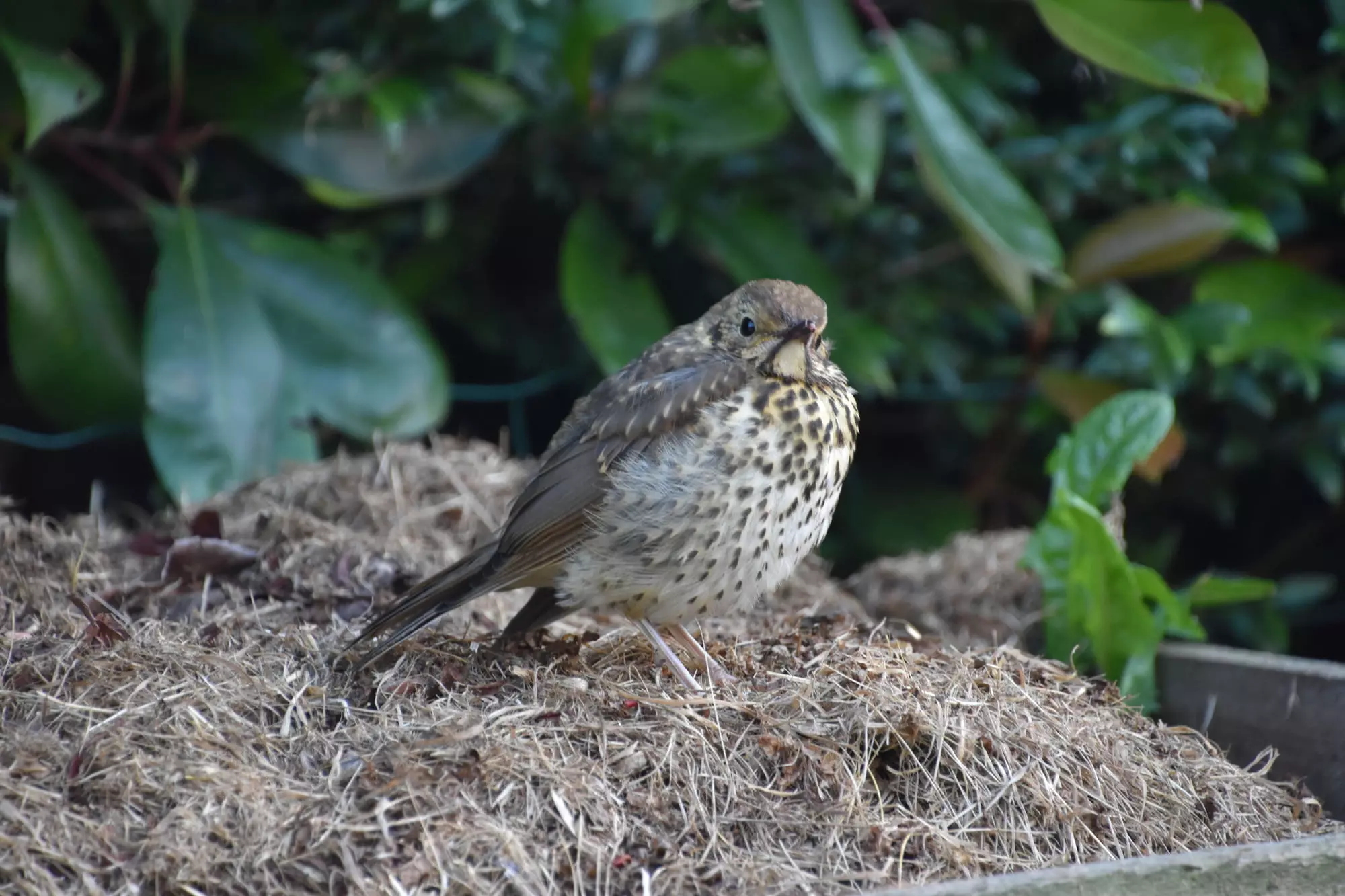 Grive musicienne / Song thrush (Plougrescant)