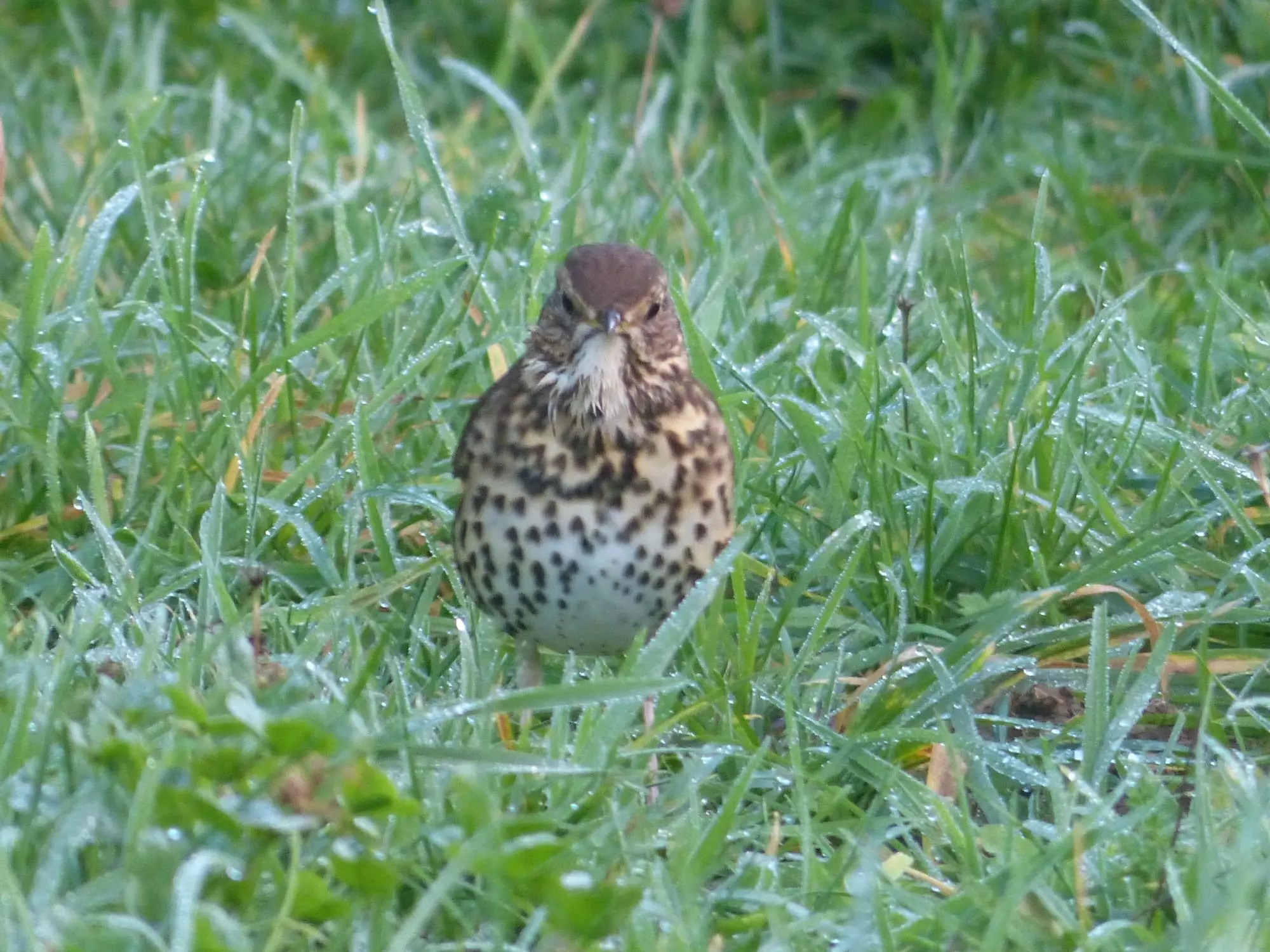 Grive musicienne / Song thrush (Perros-Guirec)