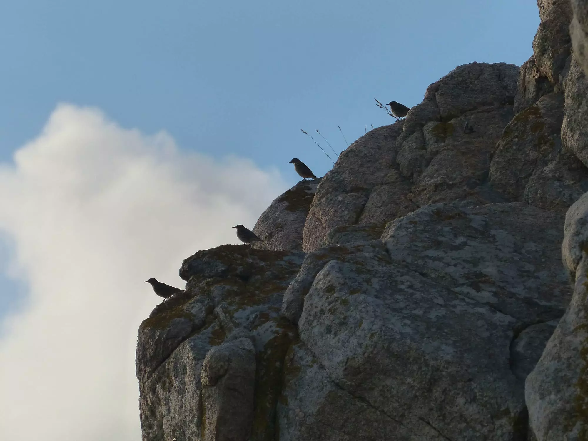 Grive musicienne / Song thrush (Perros-Guirec)