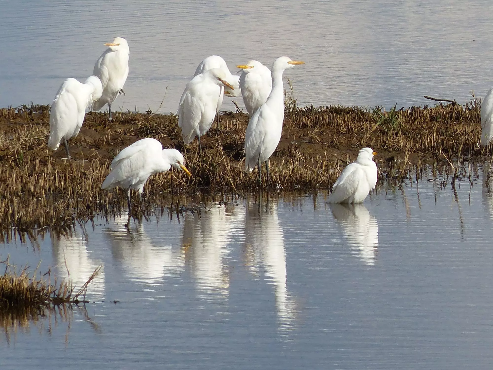 Hérons garde-boeufs / Western cattle egret (Le Teich)