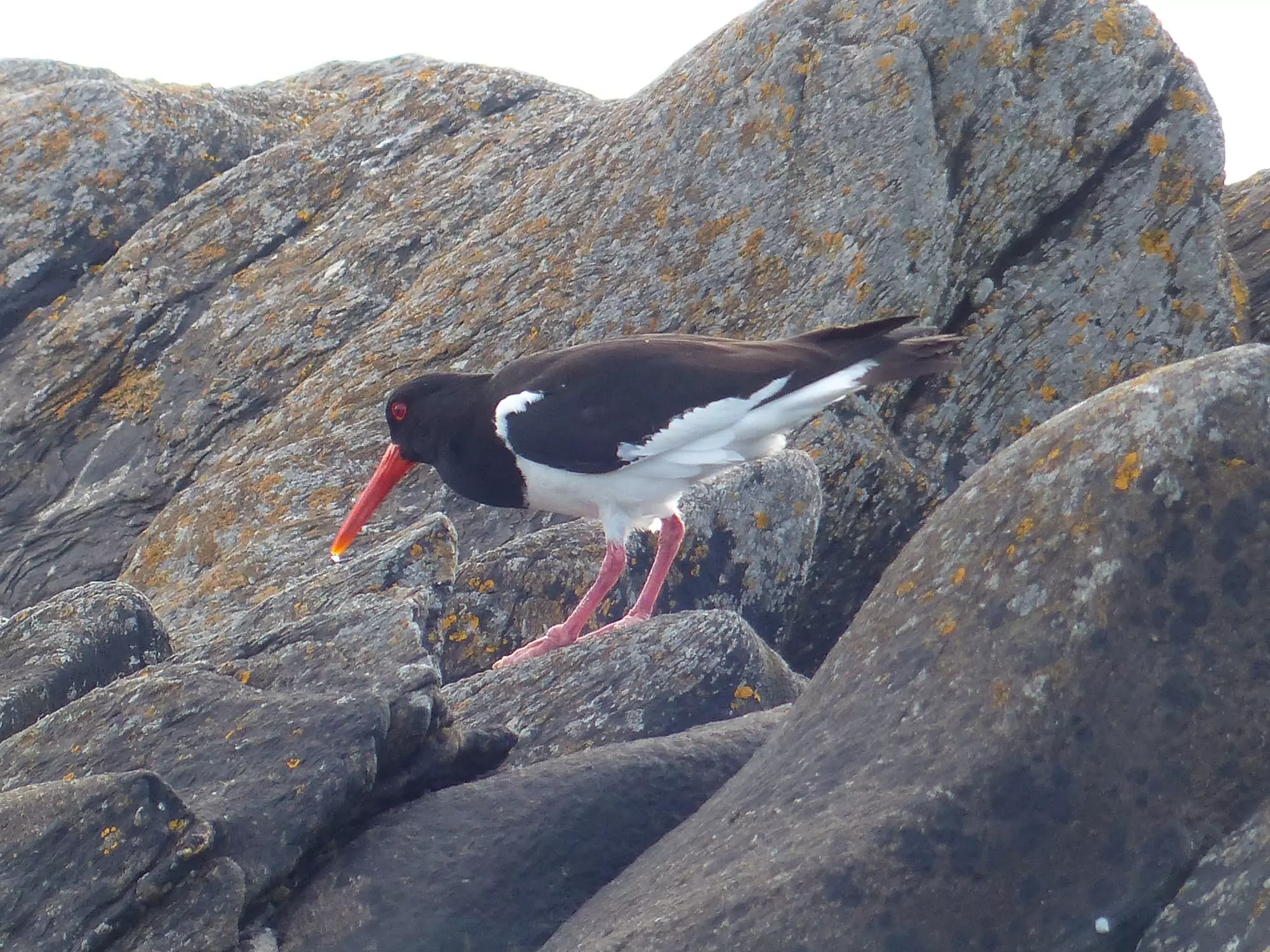Huîtrier pie / Eurasian oystercatcher (Saint-Malo)