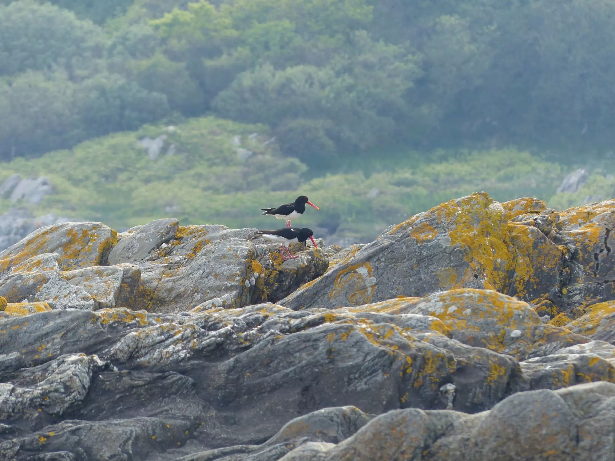 Huîtrier pie / Eurasian oystercatcher (Île d'Arran)