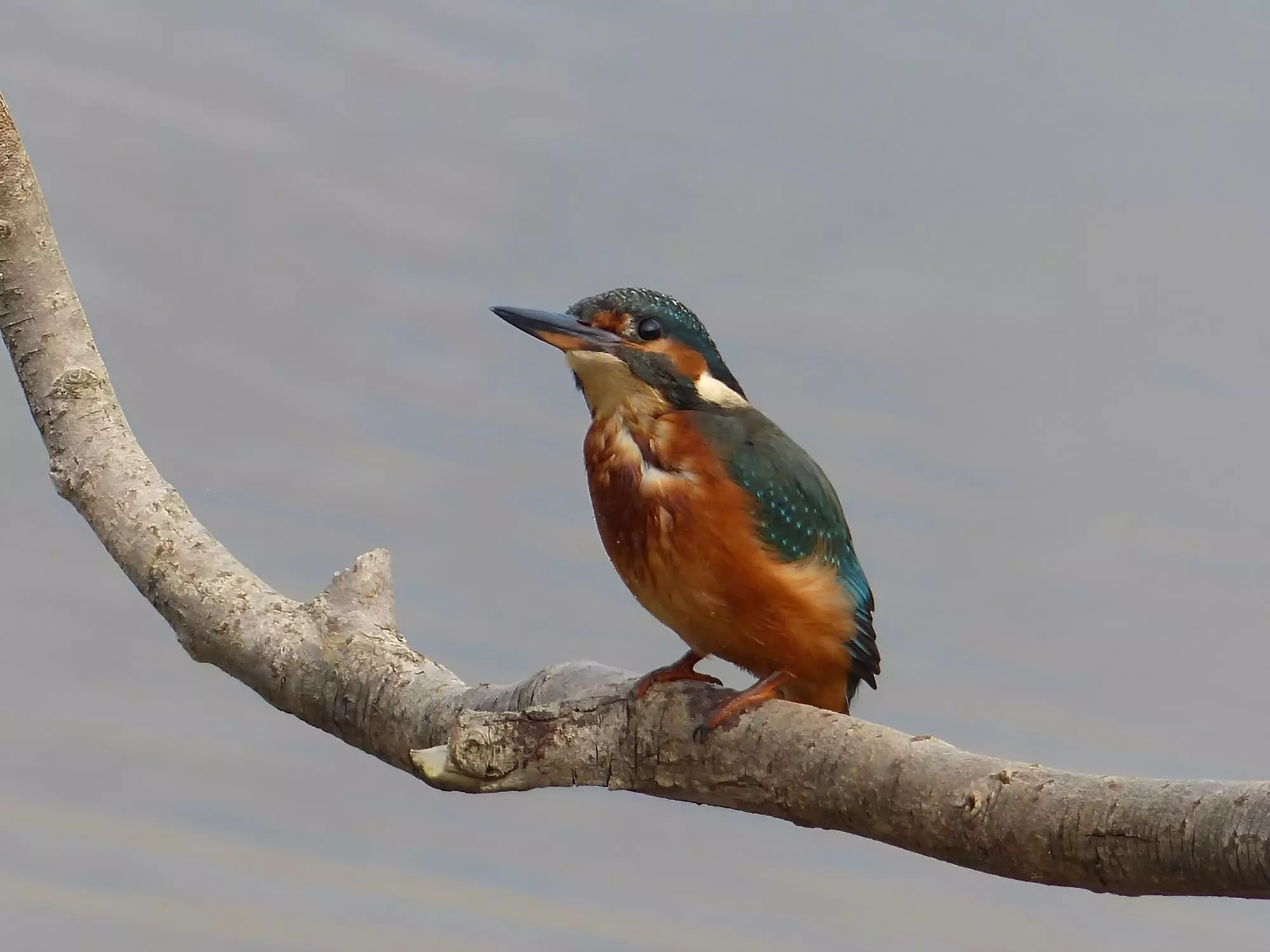 Martin-pêcheur d'Europe / Common kingfisher (Le Teich)