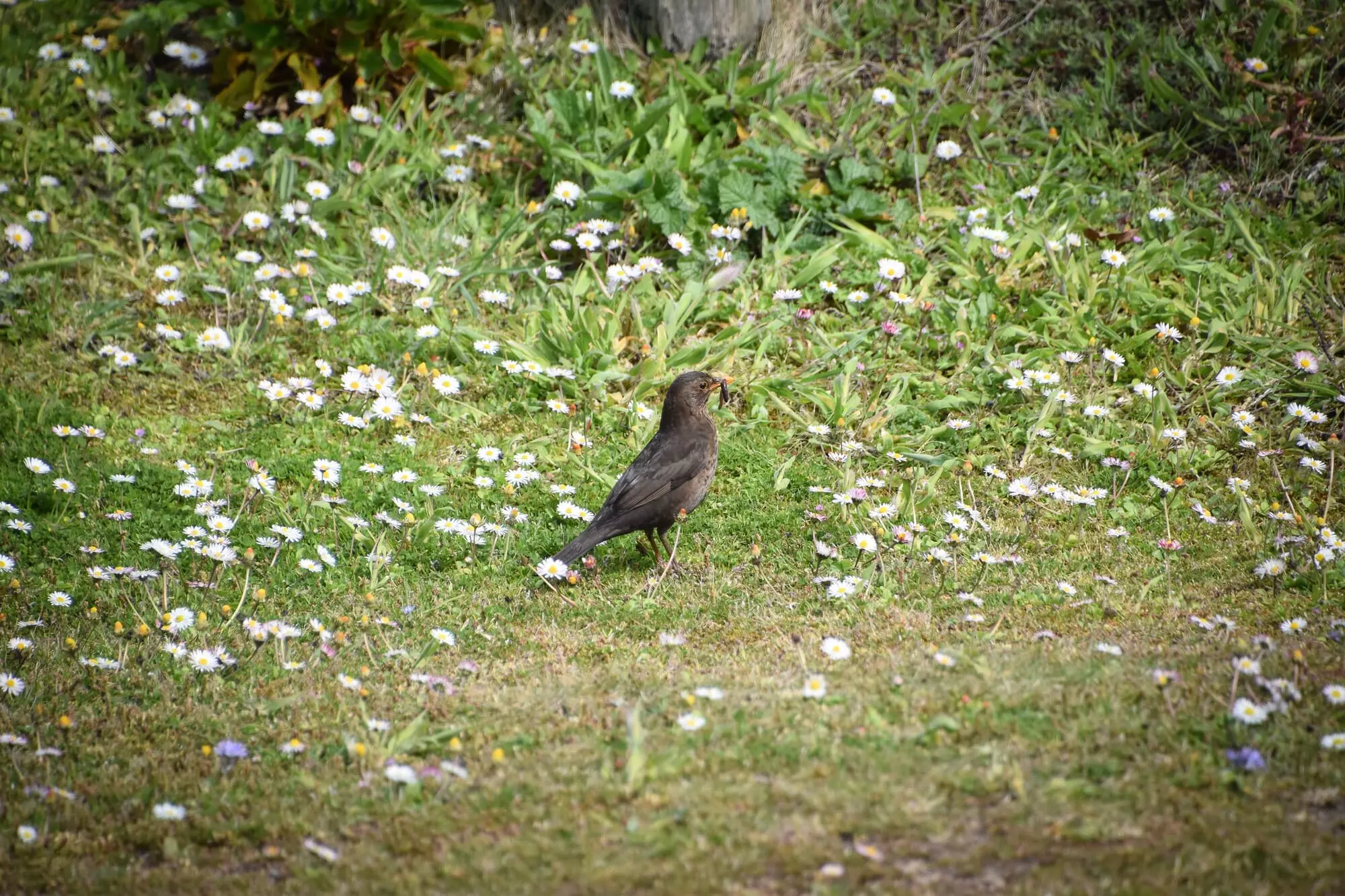 Merle noir / Common blackbird (Plougoulm)