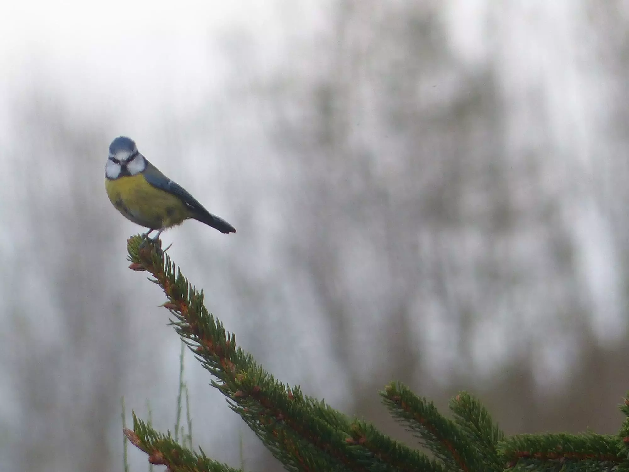 Mésange bleue / Eurasian blue tit (Plougrescant)