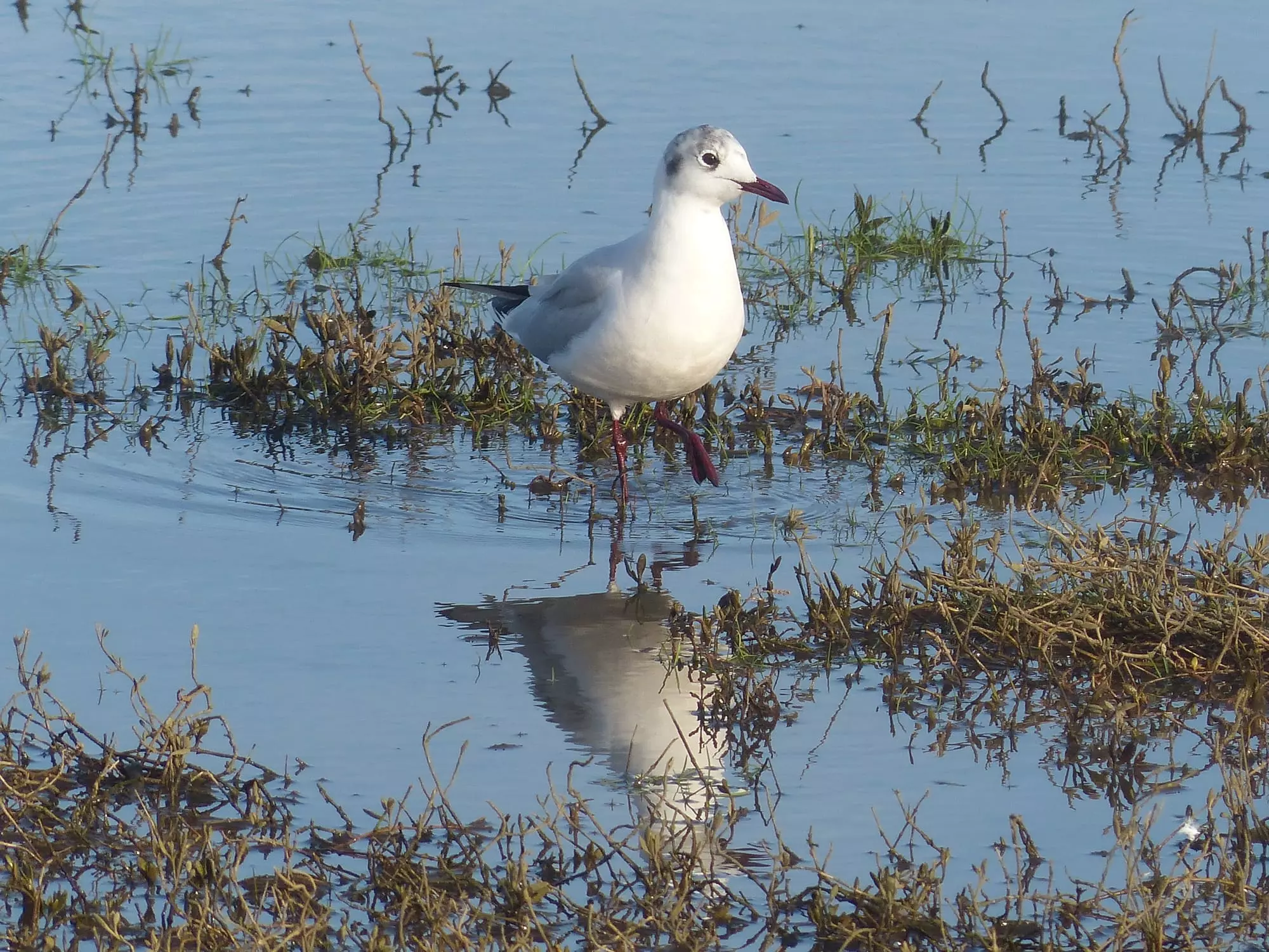 Mouette rieuse / Black headed gull (Plougrescant)