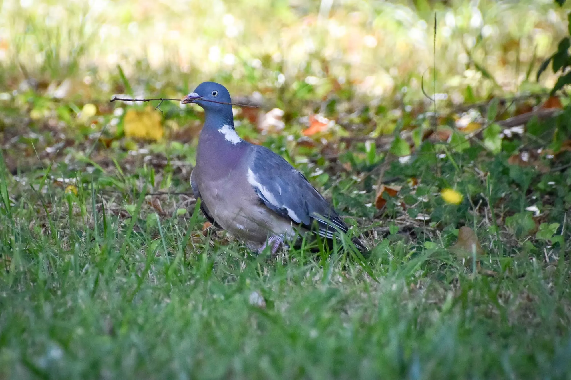 Pigeon ramier / Common wood pigeon