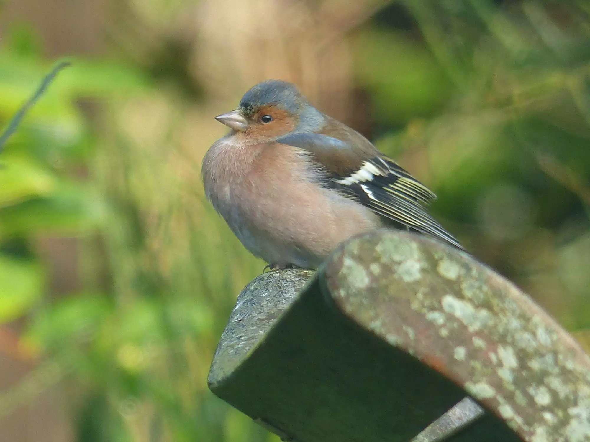 Pinson des arbres / Common chaffinch (Plougrescant)