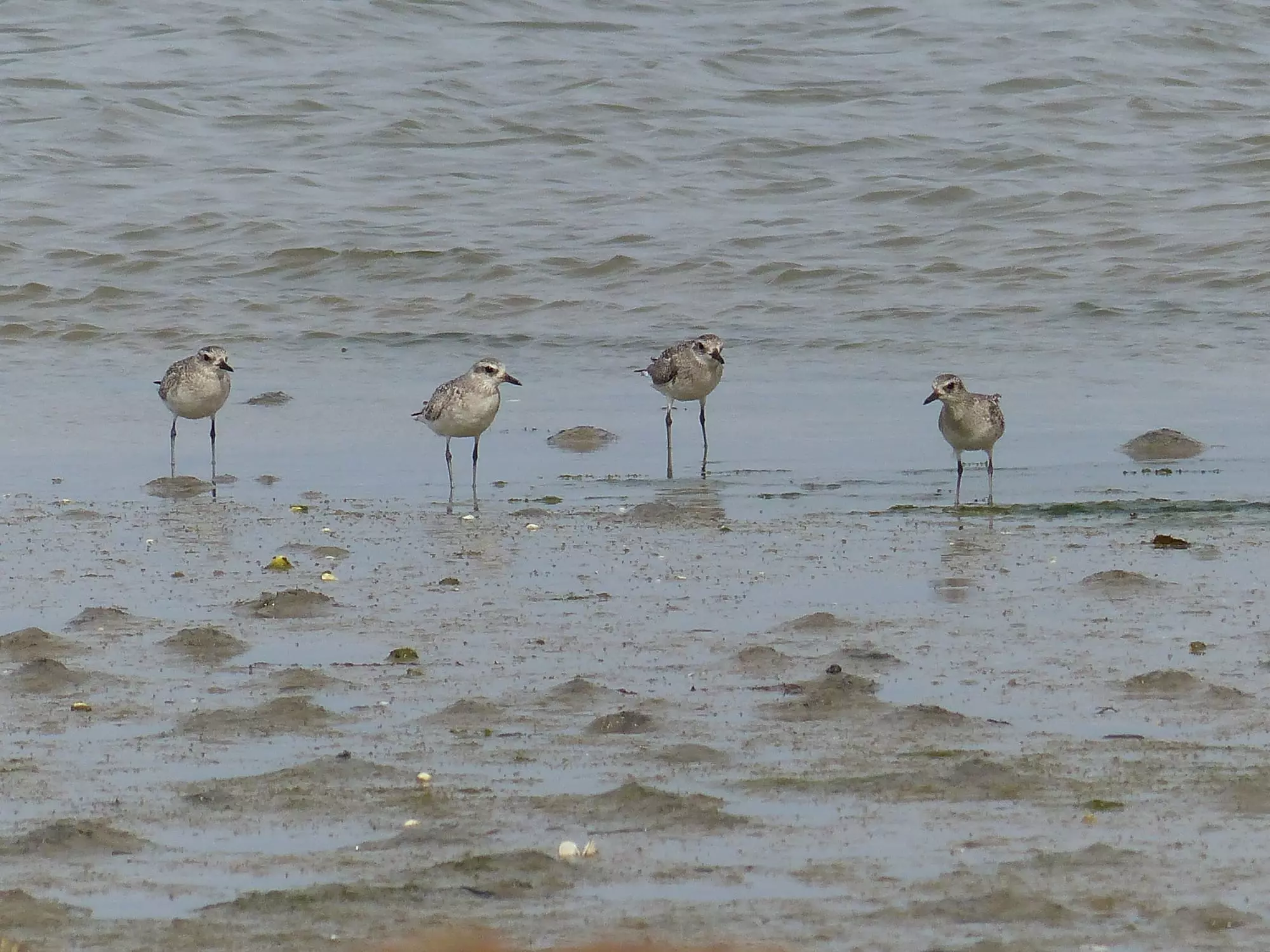 Pluvier argenté / Grey plover (La Baule-Escoublac)