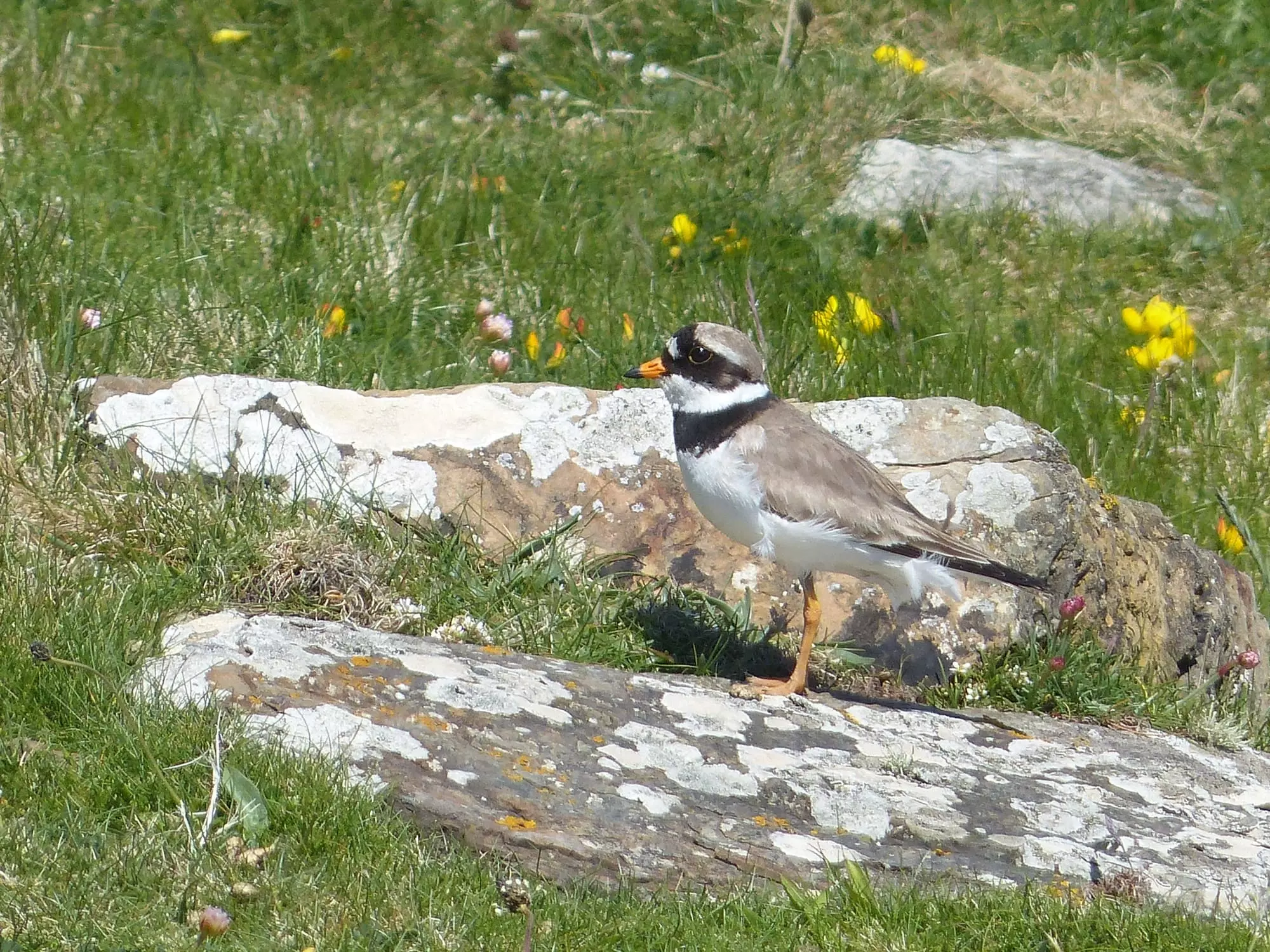 Pluvier grand-gravelot / Common ringed plover