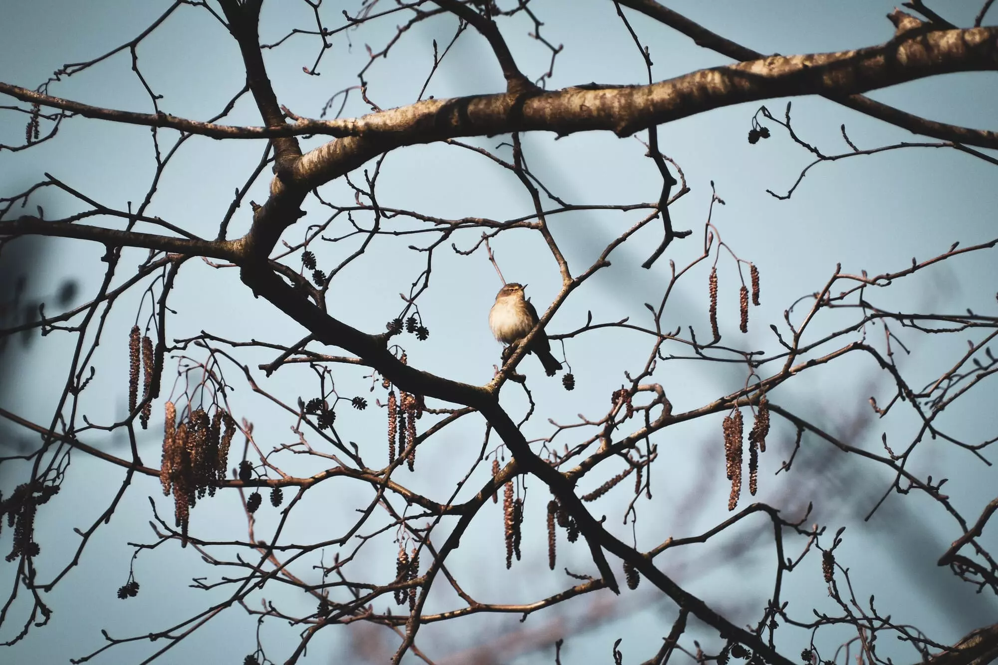 Pouillot véloce / Common chiffchaff (Pedernec)