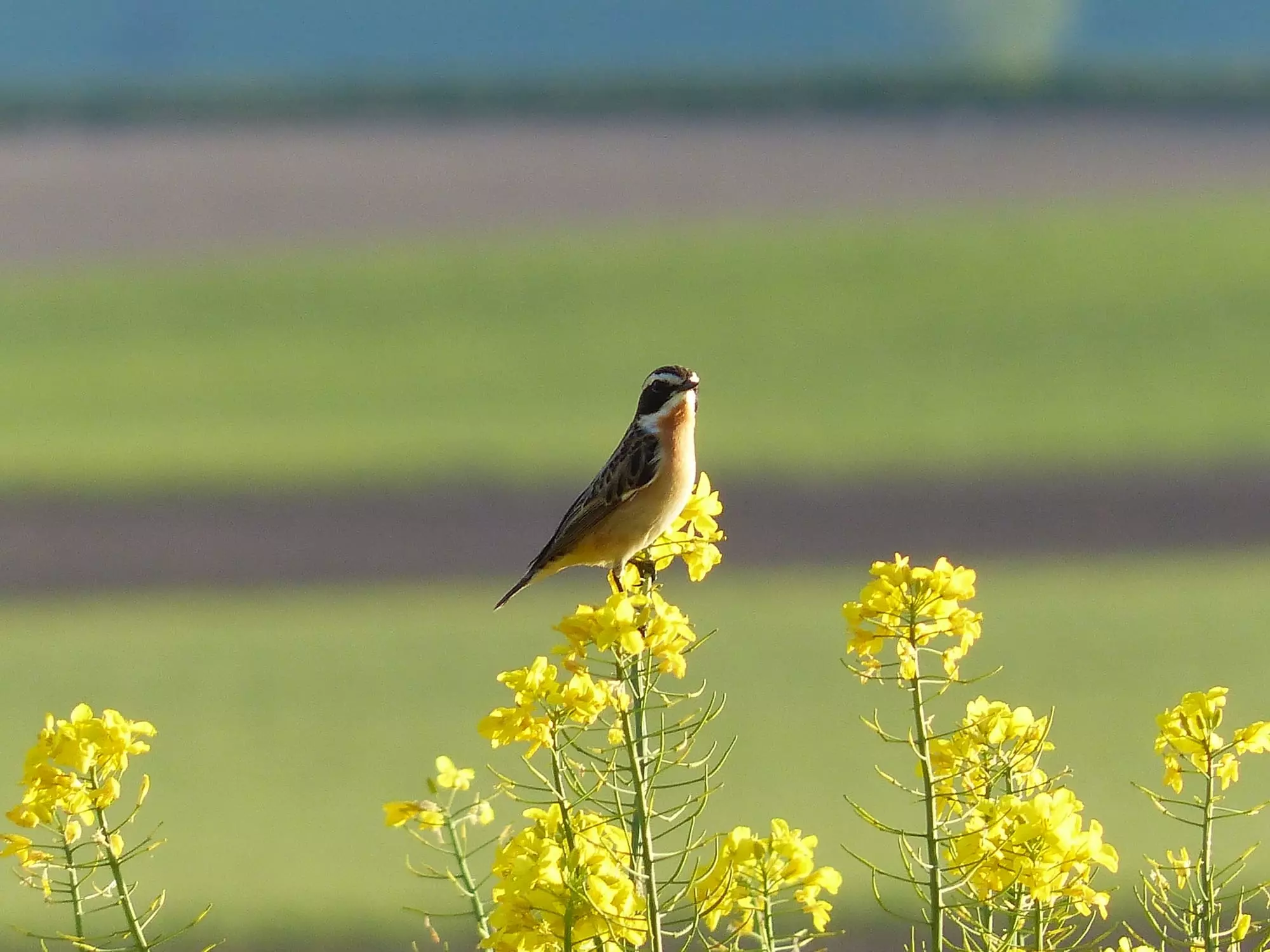 Tarier des prés / Whinchat (Saint-Maurice-ès-Allier)
