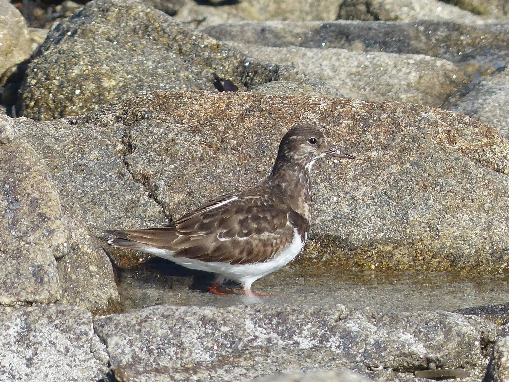 Tournepierre à collier / Ruddy Turnstone (Saint-Malo)
