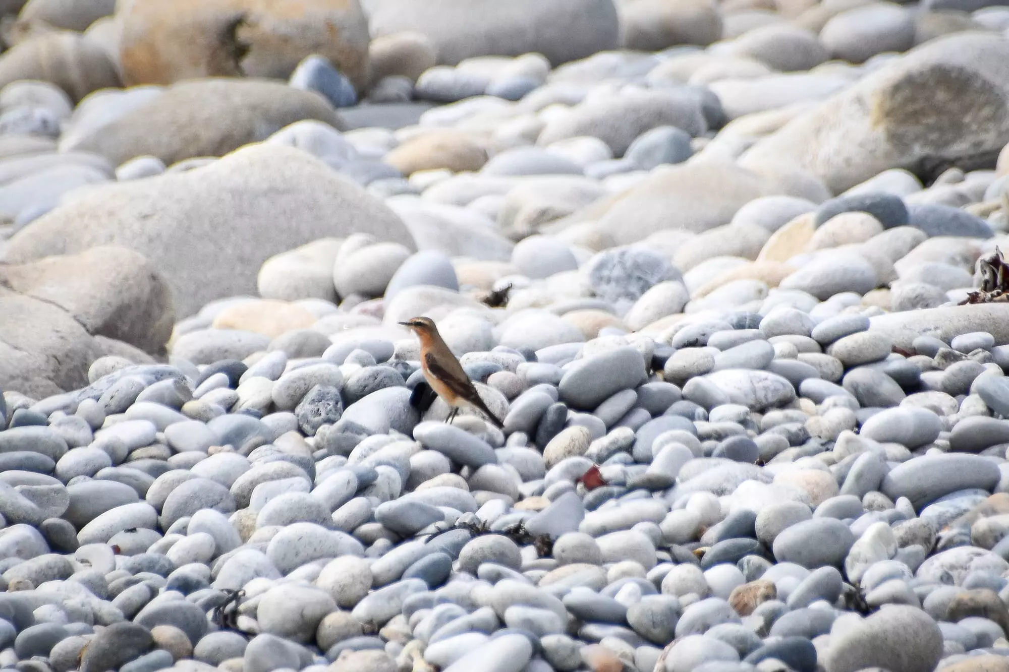 Traquet motteux / Northern wheatear (Île-Molène)