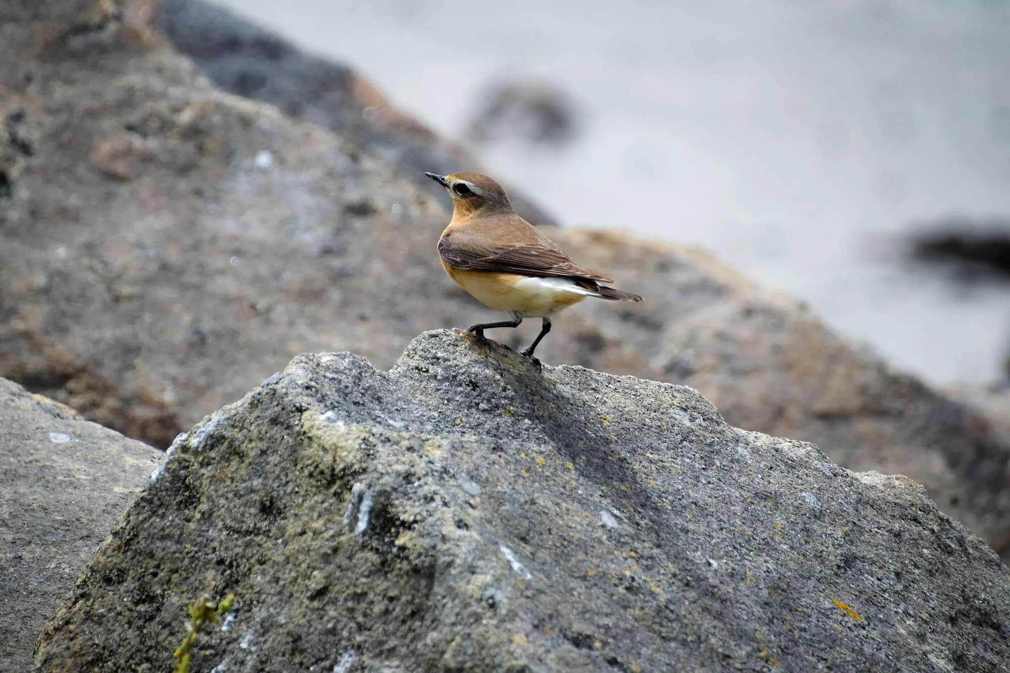 Traquet motteux / Northern wheatear (Plougoulm)